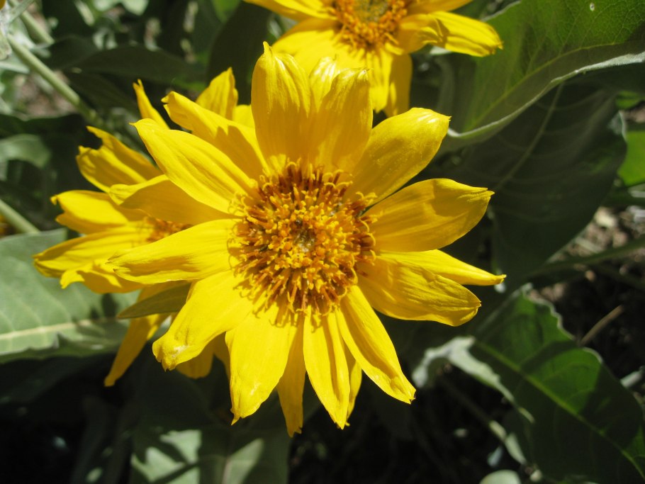 Balsamorhiza sagittata