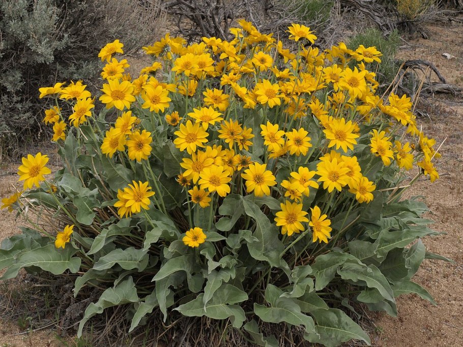 Balsamorhiza sagittata