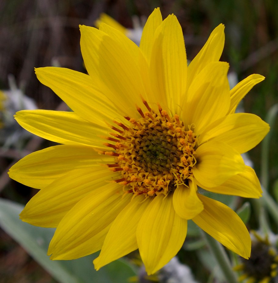 , Balsamroot