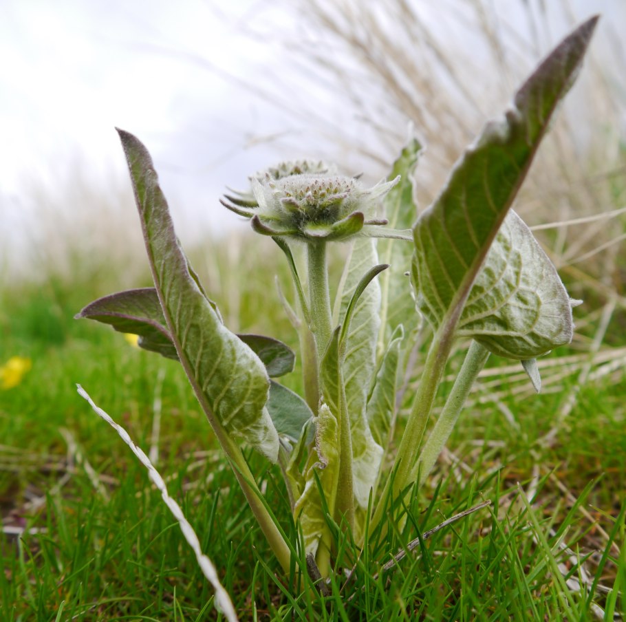 Растение loalcera hispidula