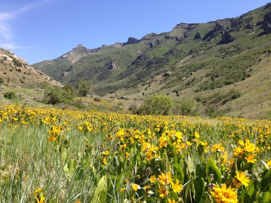 Бальзамориза стреловидная (Balsamorhiza sagittata)