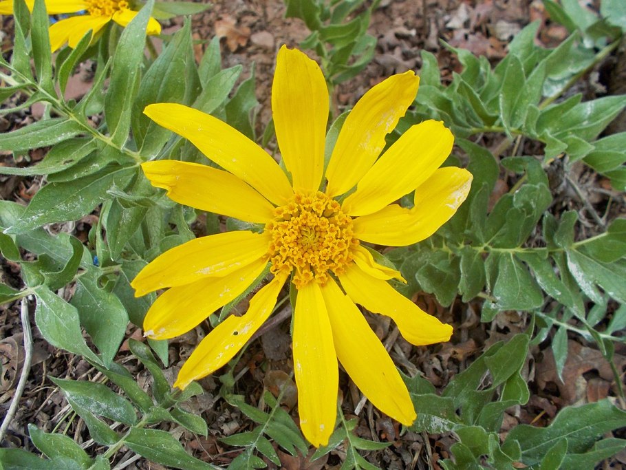 Balsamorhiza sagittata