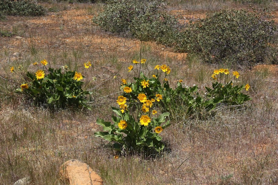 Бальзаморхиза сагиттата
