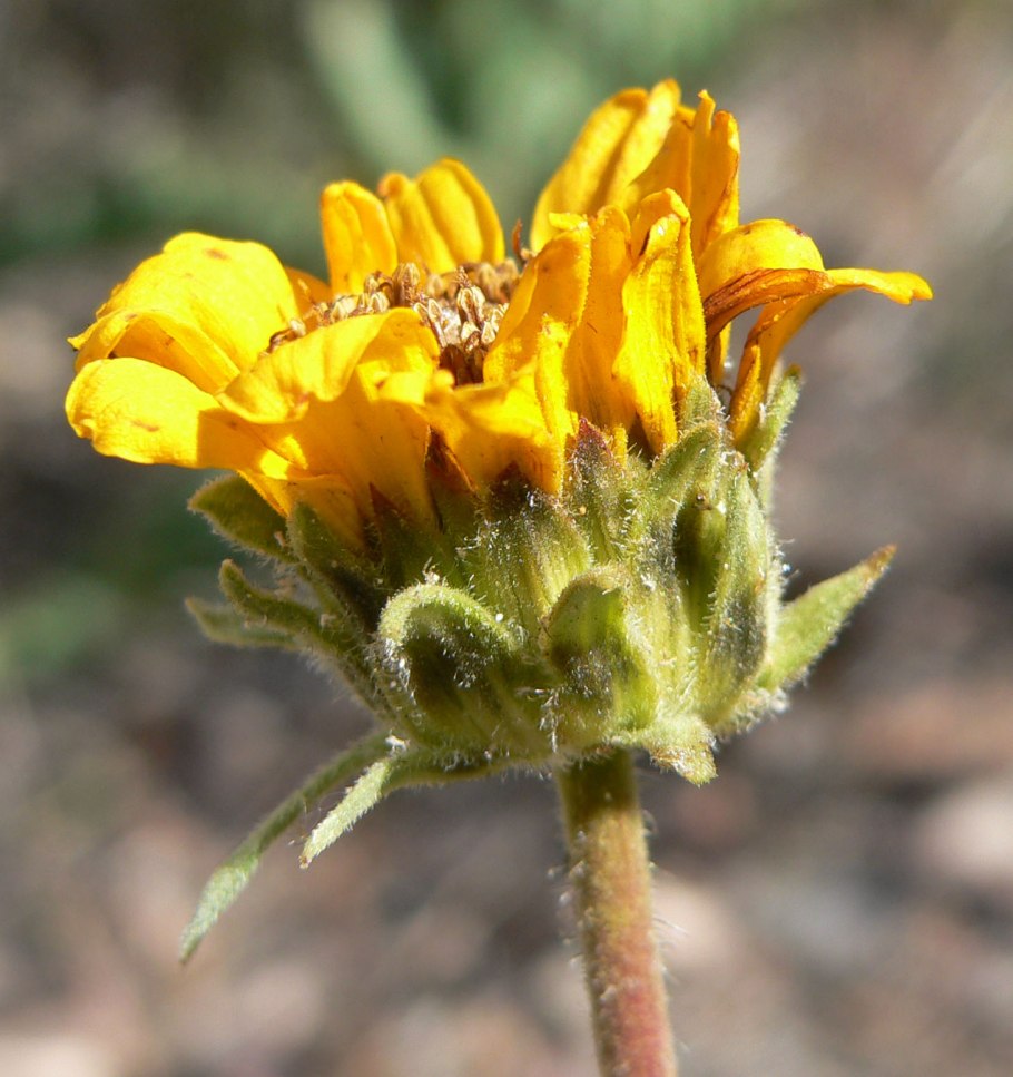 Нижняя сторона листа