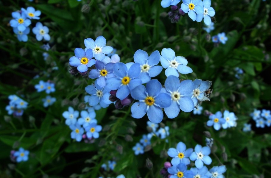 Незабудка Болотная синяя