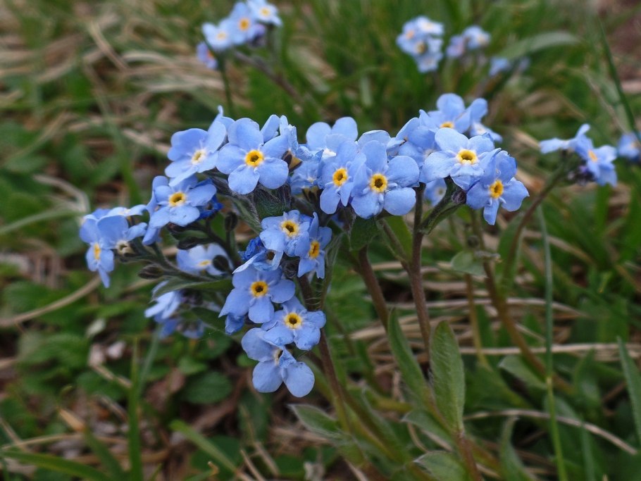 Незабудочник Уральский