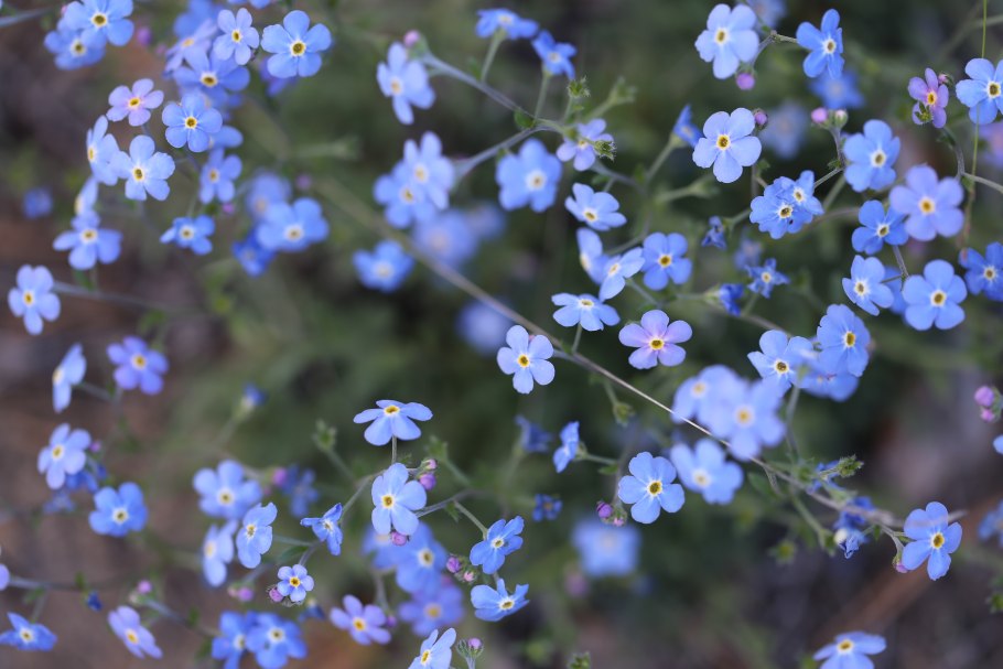 Якутские полевые цветы
