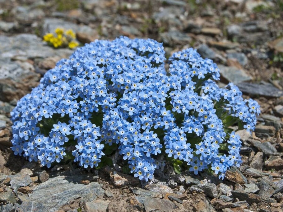 Незабудочник Караваева