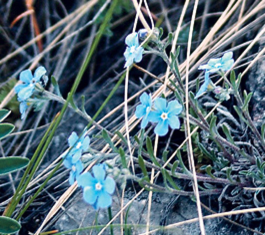 Незабудочник Енисейский