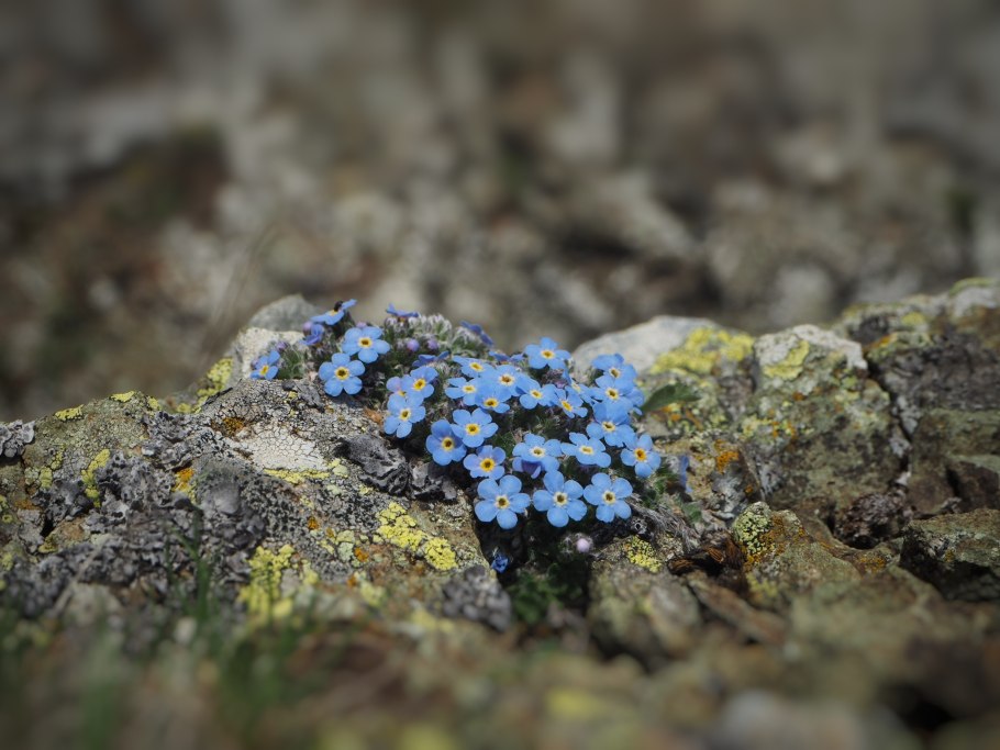 Myosotis alpestris f.w. Schmidt