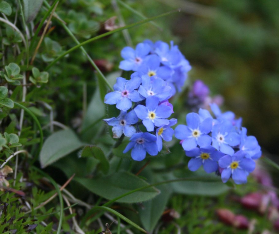 Цветок Незабудочник Уральский