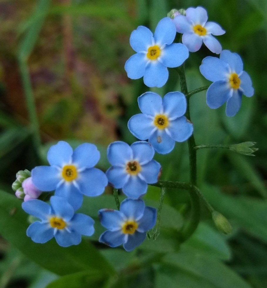 Бруннера крупнолистная (Brunnera macrophylla)