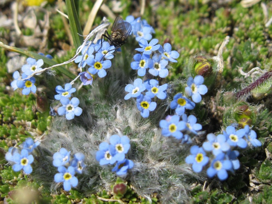 Myosotis czekanowskii