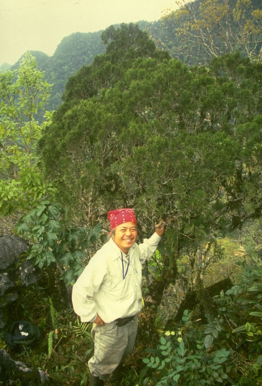 Cupressus nootkatensis