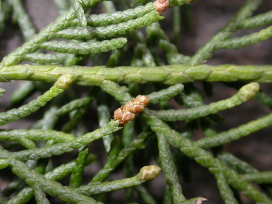 Cupressus Funebris