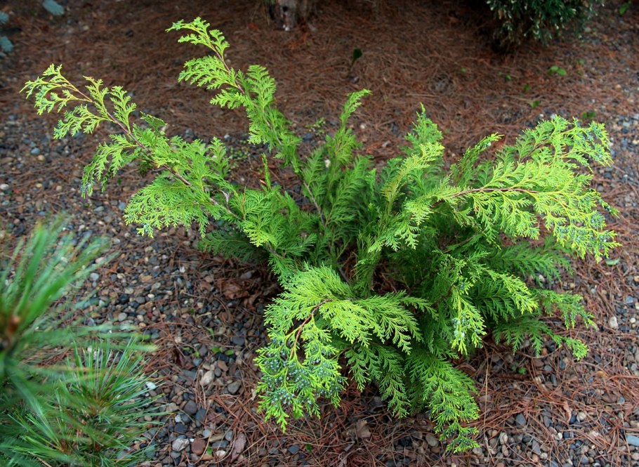 Кипарис Goldcrest Wilma