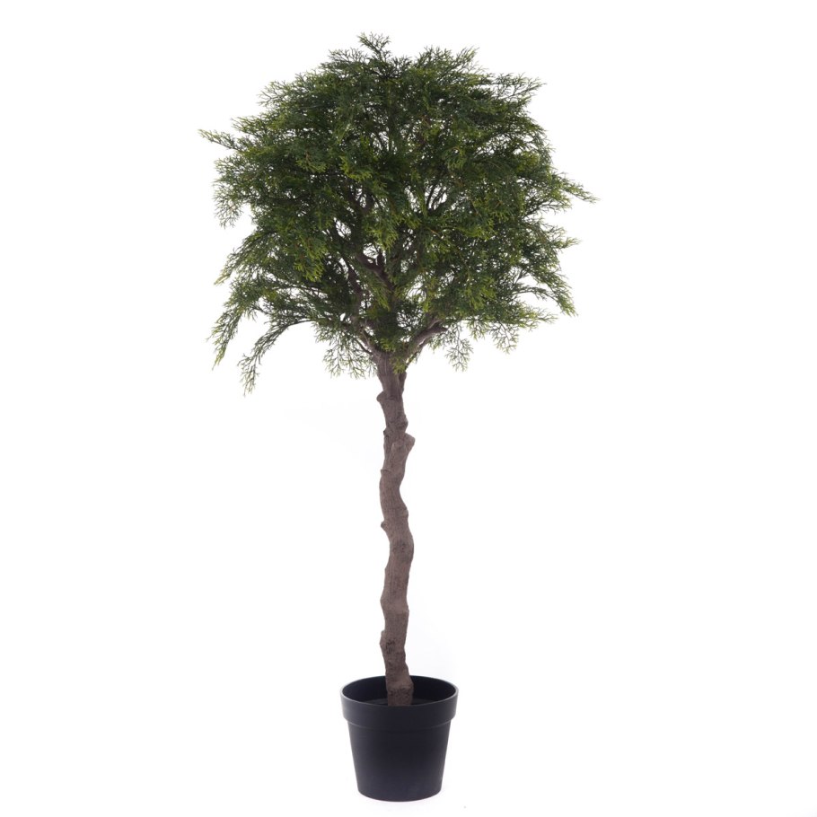 Кипарисовик Лавсона Эмпайр