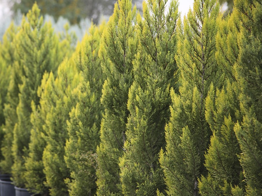 Кипарис Голд Вилма