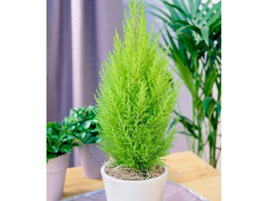 Кипарисовик нутканский Пендула