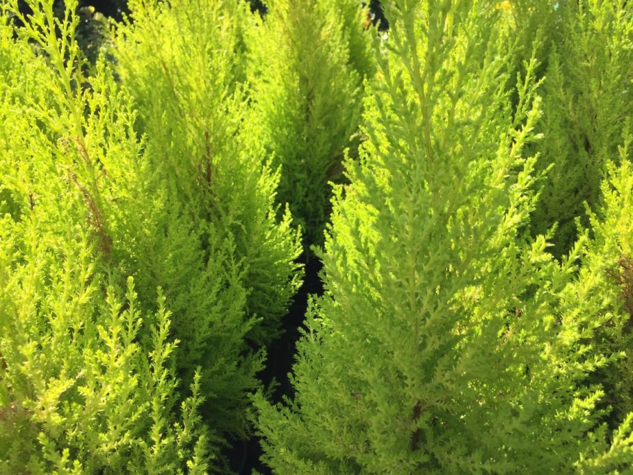 Кипарисовик Ivonne