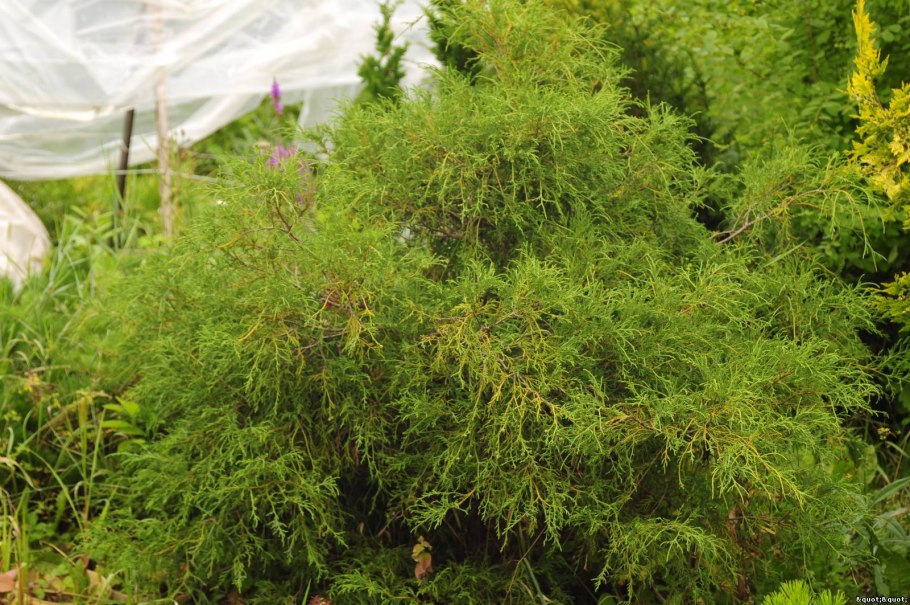 Кипарис крупноплодный Голдкрест