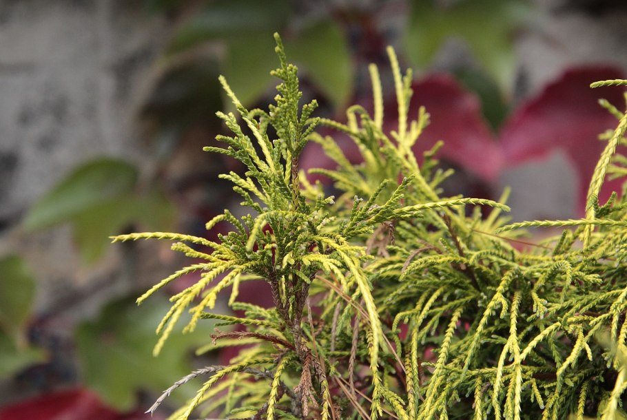 Thupa Gold кипарисовик