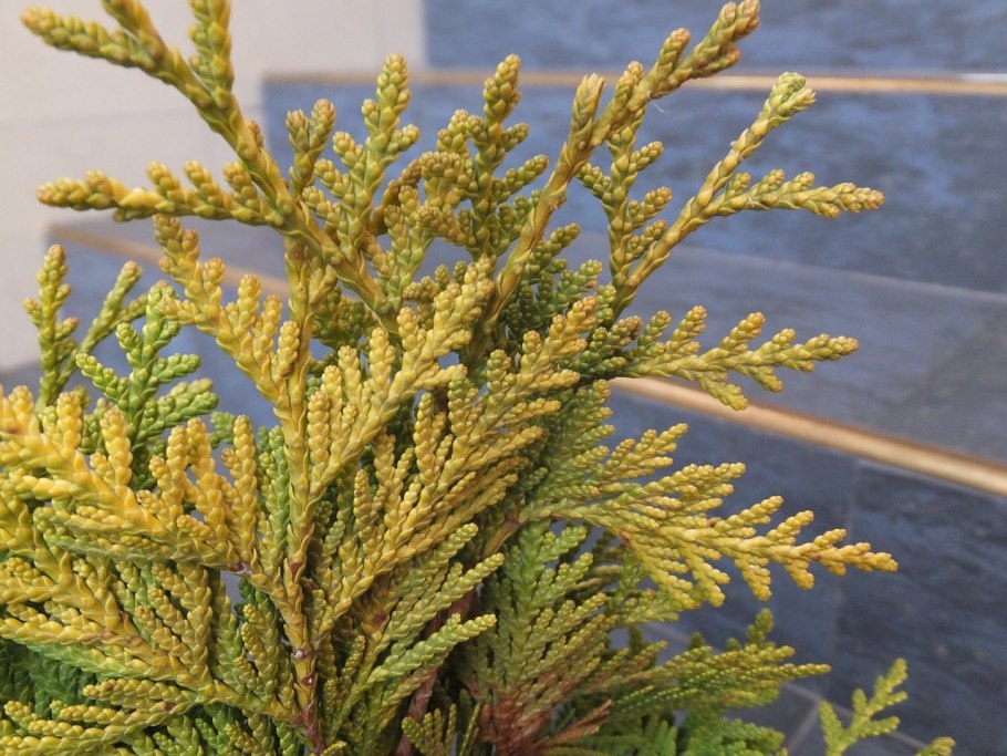 Кипарисовая аллея Пицунда