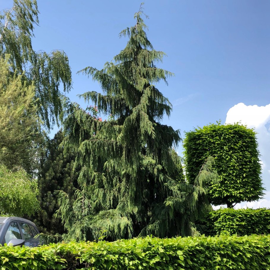 Кипарис на прозрачном фоне