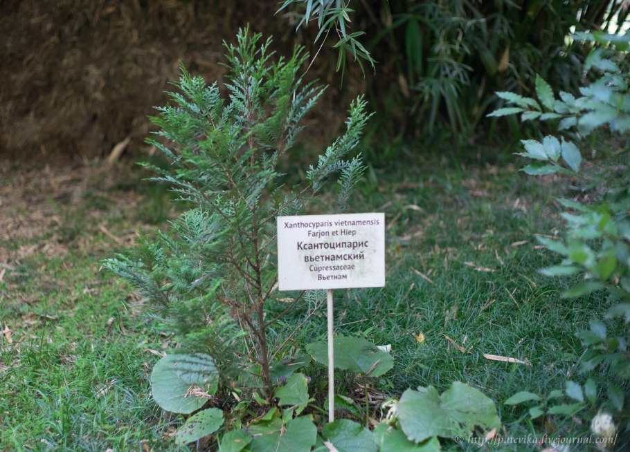 Ксантоцепарис вьетнамский