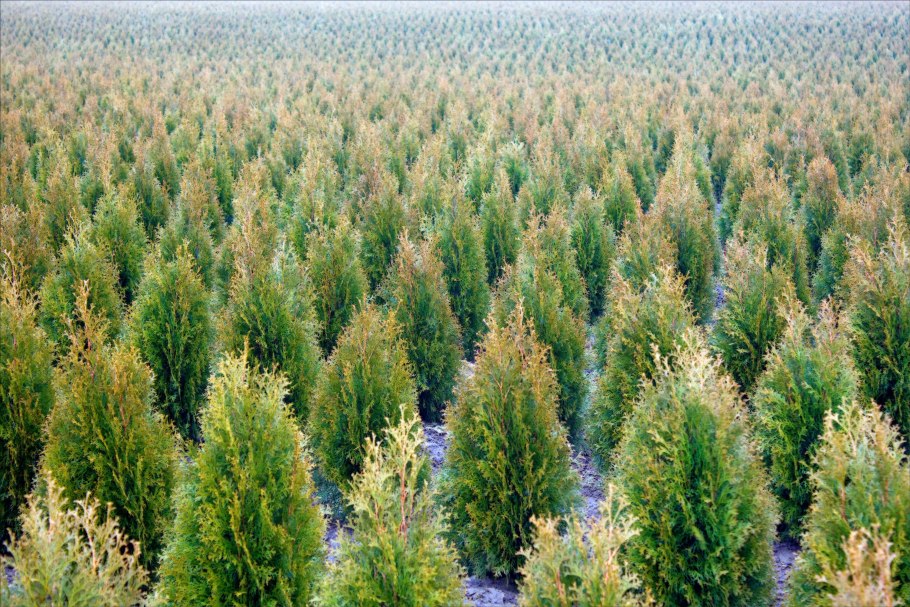 Кипарис Купрессус