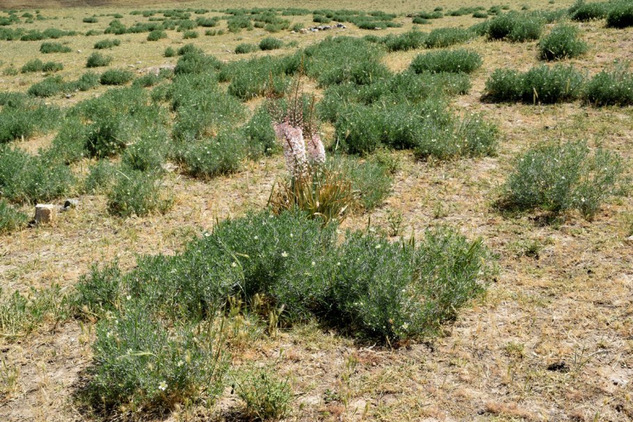 Материнская плата MSI 865gvm2-LS