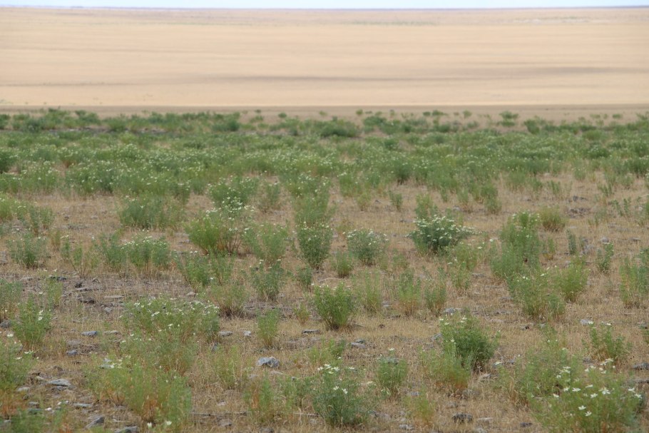 Скимия японская