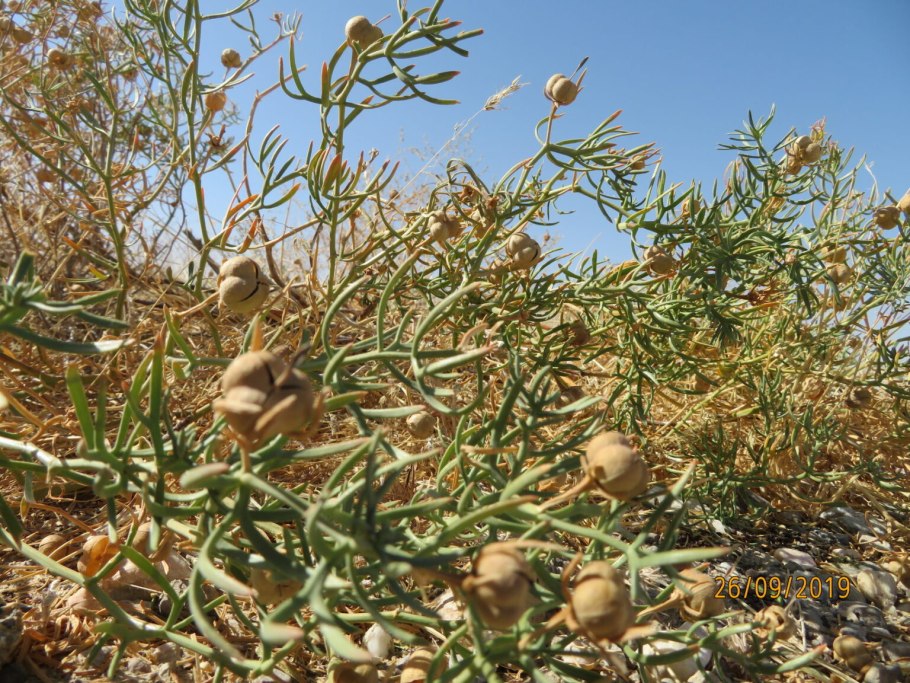 Гармала обыкновенная сухая
