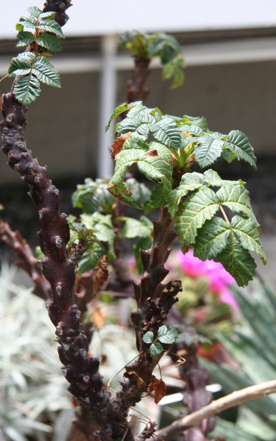 5320-1602512 Цилиндр сцепления главный КАМАЗ