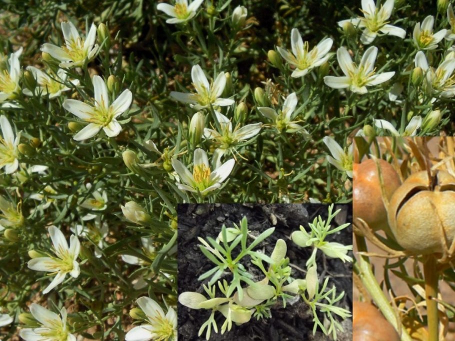 Бигуди BABYLISS Pro babts6gse