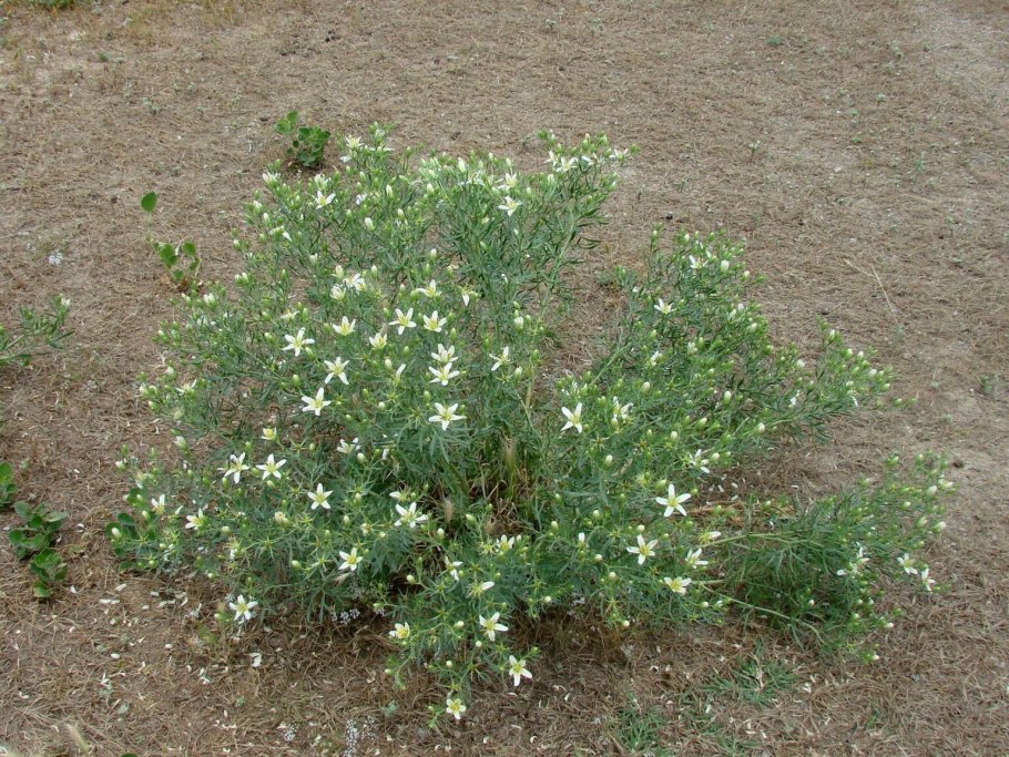 Гармала красная