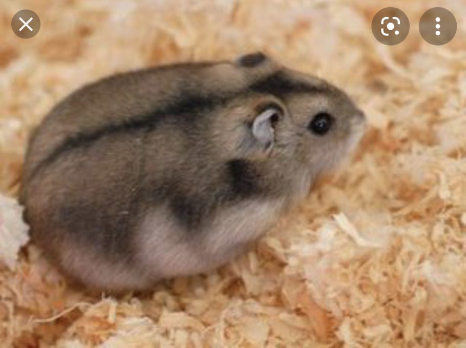 Хомяк джунгарский