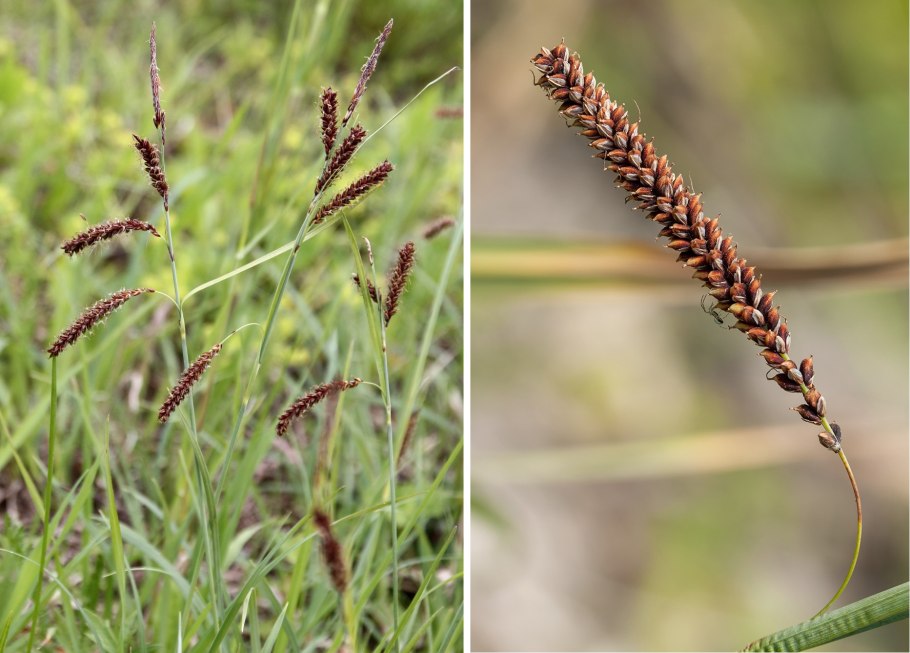 Carex buchananii