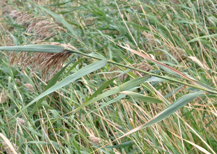 Осока Арнелла (Carex arnellii)