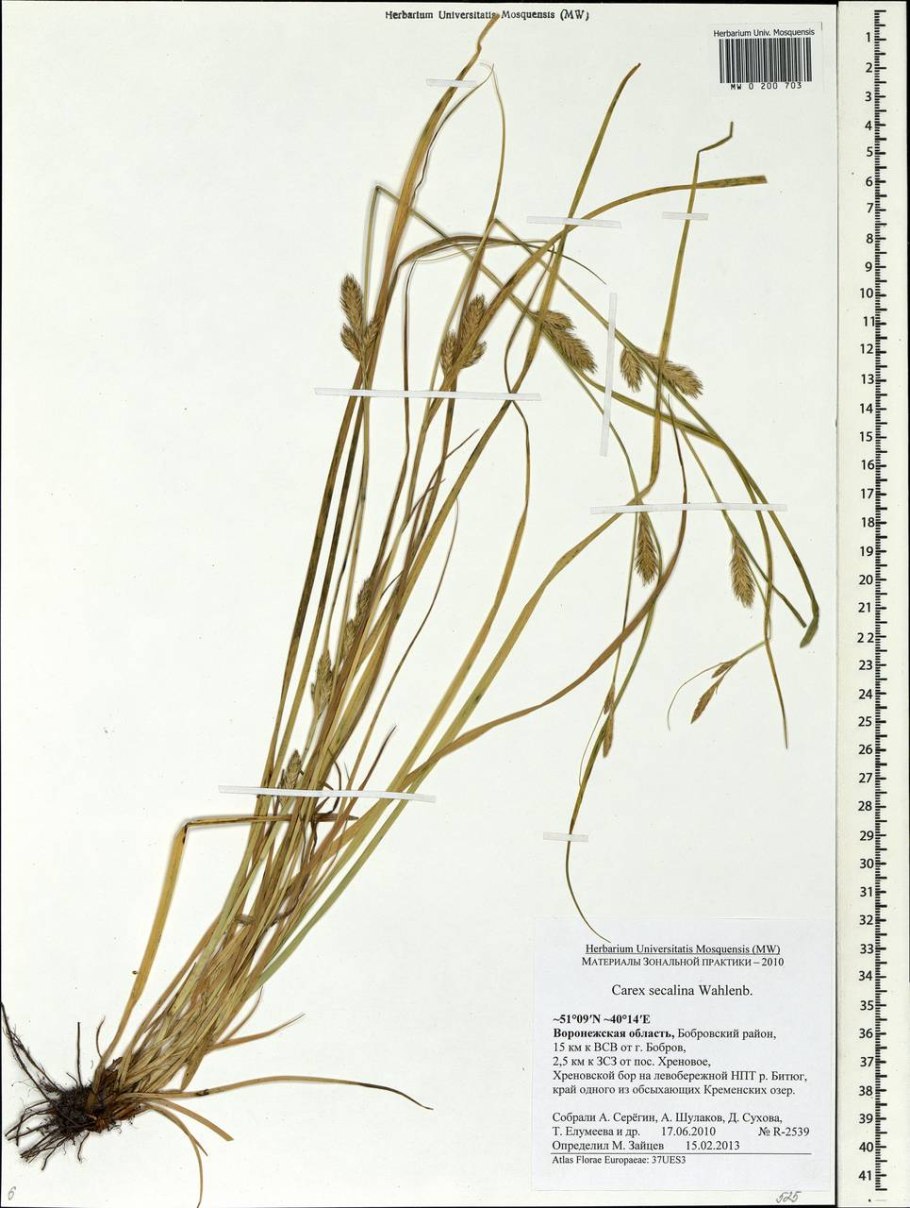 SECALINA ржаная