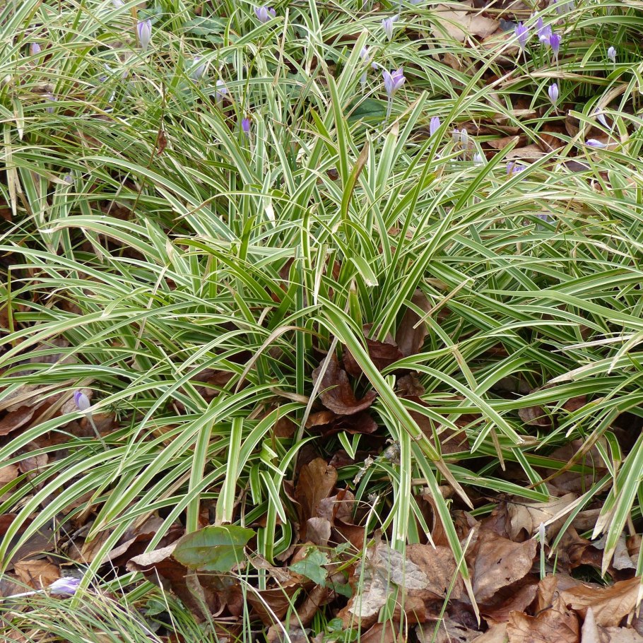 Осока Carex Treasure Island