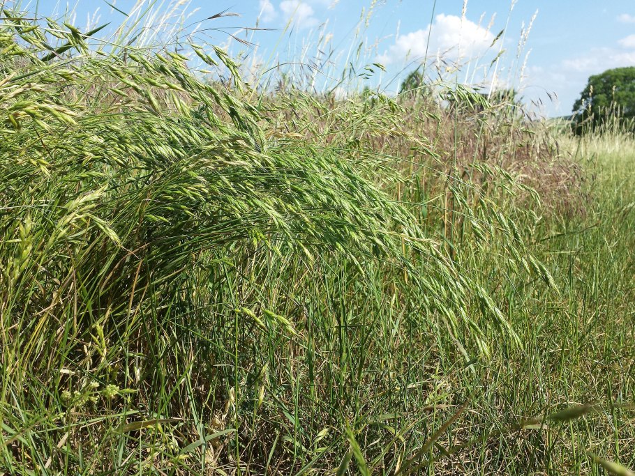 Осока Кобомуги