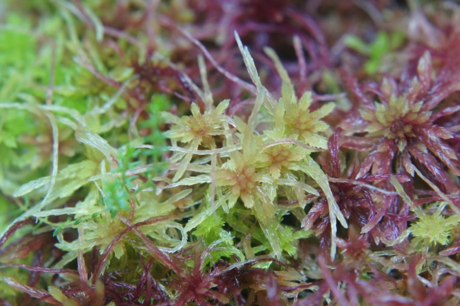 Мох сфагнум бурый