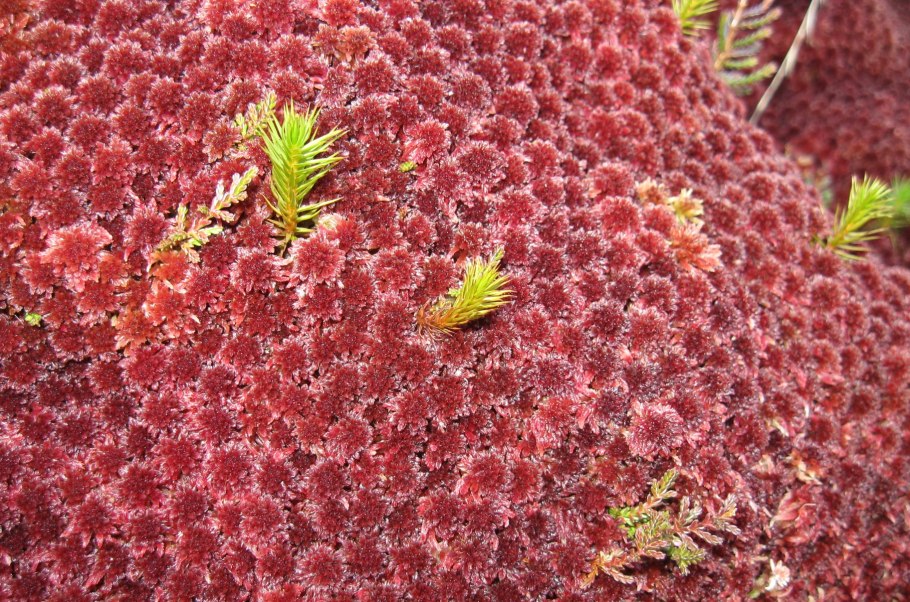 Sphagnum rubellum