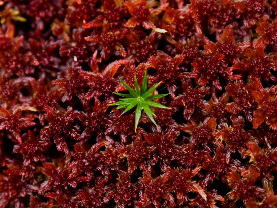 Сфагнум болотный