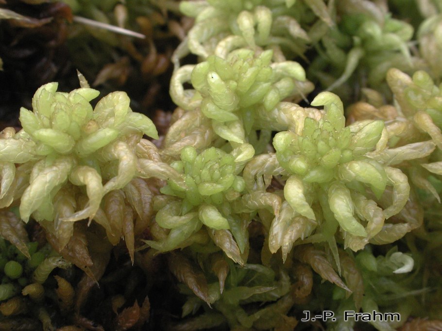 Сфагнум узколистный