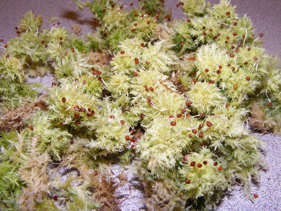 Мох сфагнум бурый