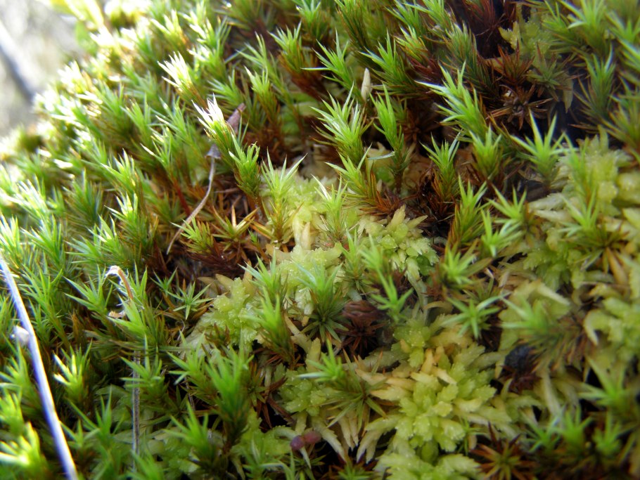 Сфагнум мелкозубчатый