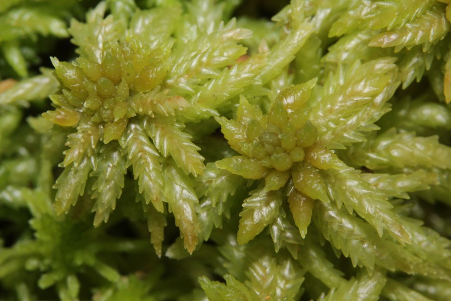 Сфагнум фускум