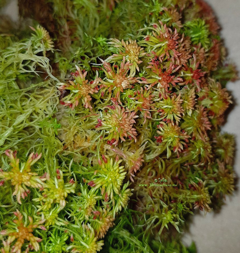 Сфагнум онгстрёма